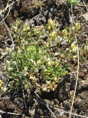 Draba oligosperma
