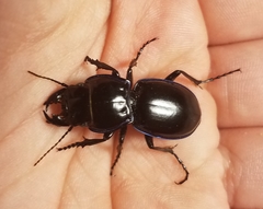 Pasimachus elongatus