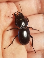 Pasimachus elongatus