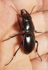 Pasimachus elongatus