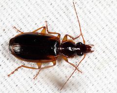 Cymindis limbata