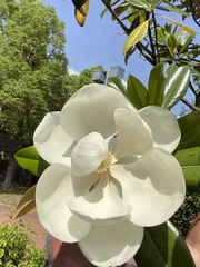 Magnolia grandiflora