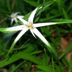 Rhynchospora nervosa