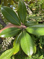 Magnolia grandiflora