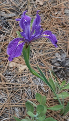 Iris hartwegii australis