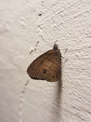 Hermeuptychia harmonia