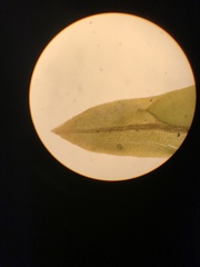 Fissidens osmundioides