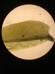 Fissidens osmundioides