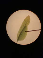 Fissidens osmundioides