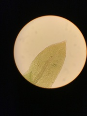 Fissidens osmundioides