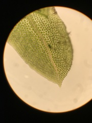 Fissidens osmundioides