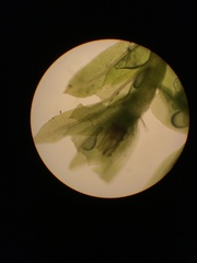 Fissidens osmundioides