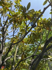 Magnolia grandiflora