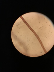 Fissidens osmundioides