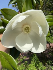 Magnolia grandiflora
