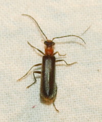 Dichelotarsus simplex