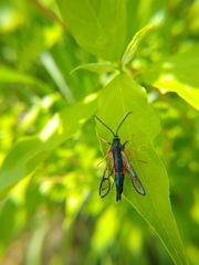 Synanthedon fulvipes