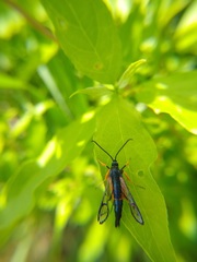 Synanthedon fulvipes