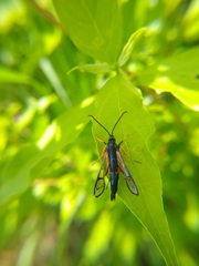 Synanthedon fulvipes