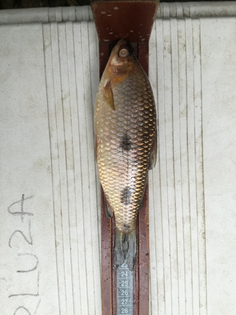 Leporinus ecuadorensis