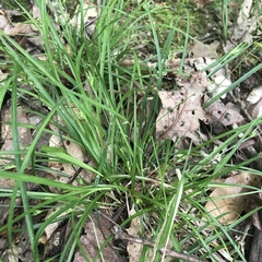 Carex willdenowii