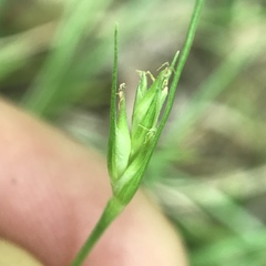 Carex willdenowii