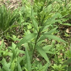 Silphium asteriscus trifoliatum