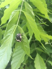 Poecilocoris lewisi