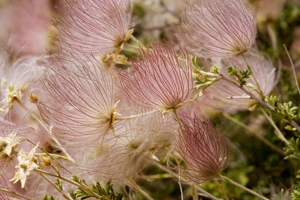 Fallugia paradoxa, Doña Ana County, US-NM, US