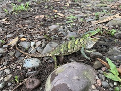 Polychrus marmoratus