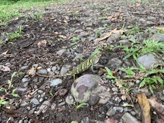 Polychrus marmoratus