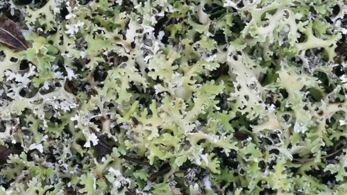 Dune Cup Lichen