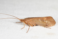 Limnephilus indivisus