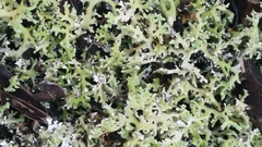 Cladonia prostrata