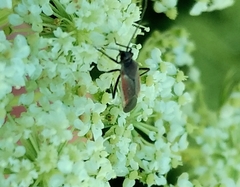 Miridae