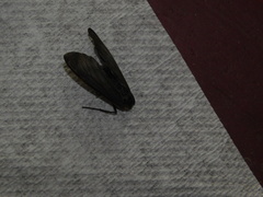 Cisseps fulvicollis