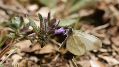 Dismorphiinae