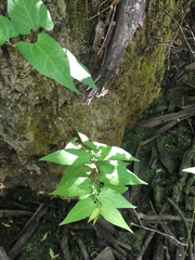 Image of Aristolochia serpentaria