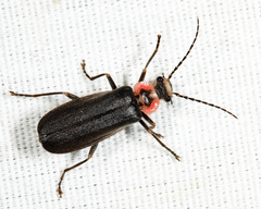 Podabrus brevicollis