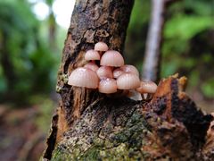 Mycena mariae