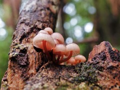 Mycena mariae