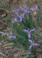 Iris hartwegii australis