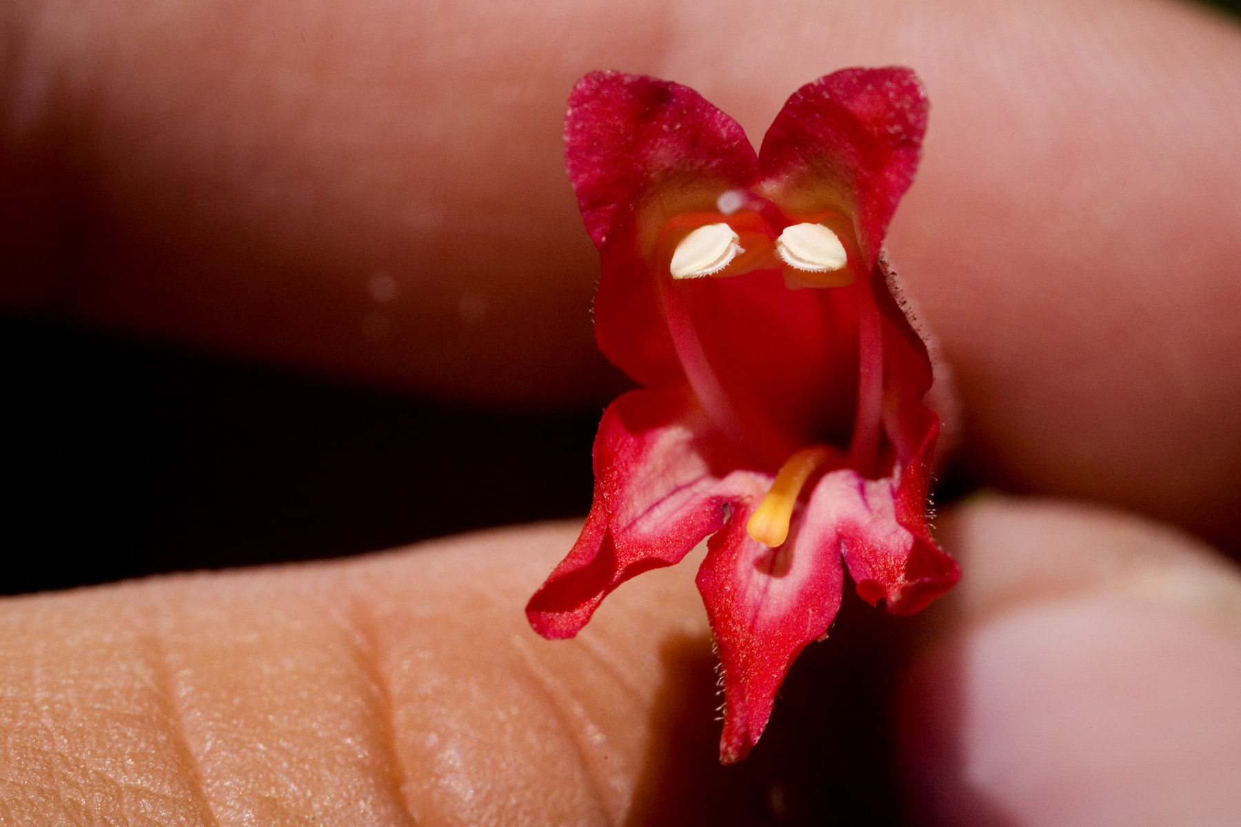 Penstemon lanceolatus