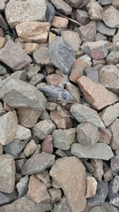 Lithobates kauffeldi
