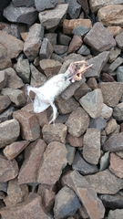 Lithobates kauffeldi