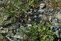 Draba yukonensis