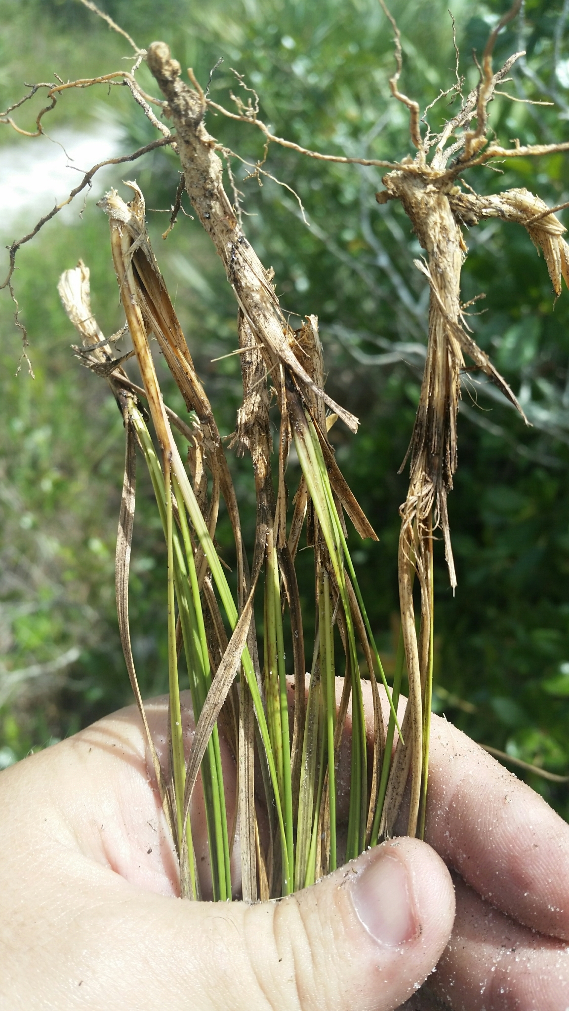 Aristida rhizomophora