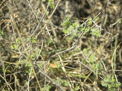 Dalea frutescens