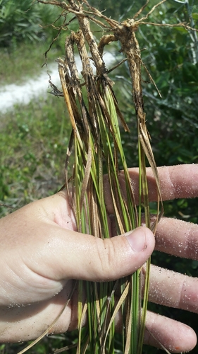 Image of Aristida rhizomophora by (c) Jay Horn, some rights reserved (CC BY)