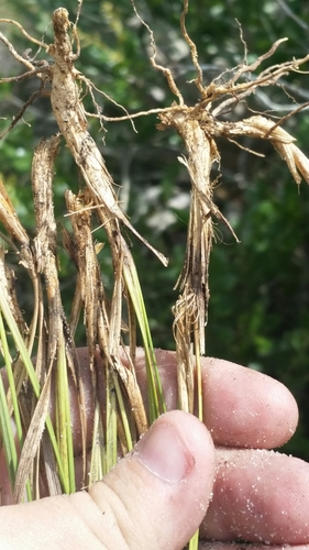 Image of Aristida rhizomophora by (c) Jay Horn, some rights reserved (CC BY)
